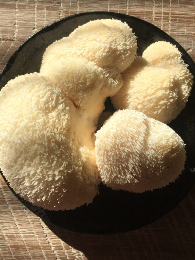 Lion’s Mane Mushroom Recipes