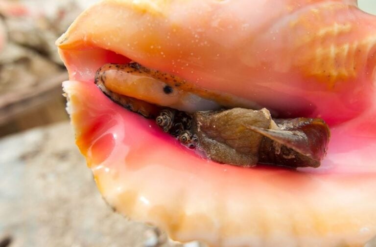 What Does Conch Taste Like? The Kitchen Community